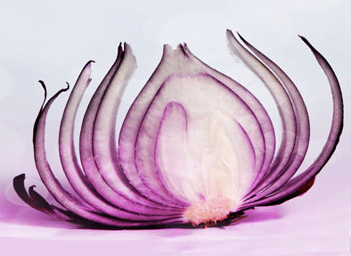 Lotus Onion